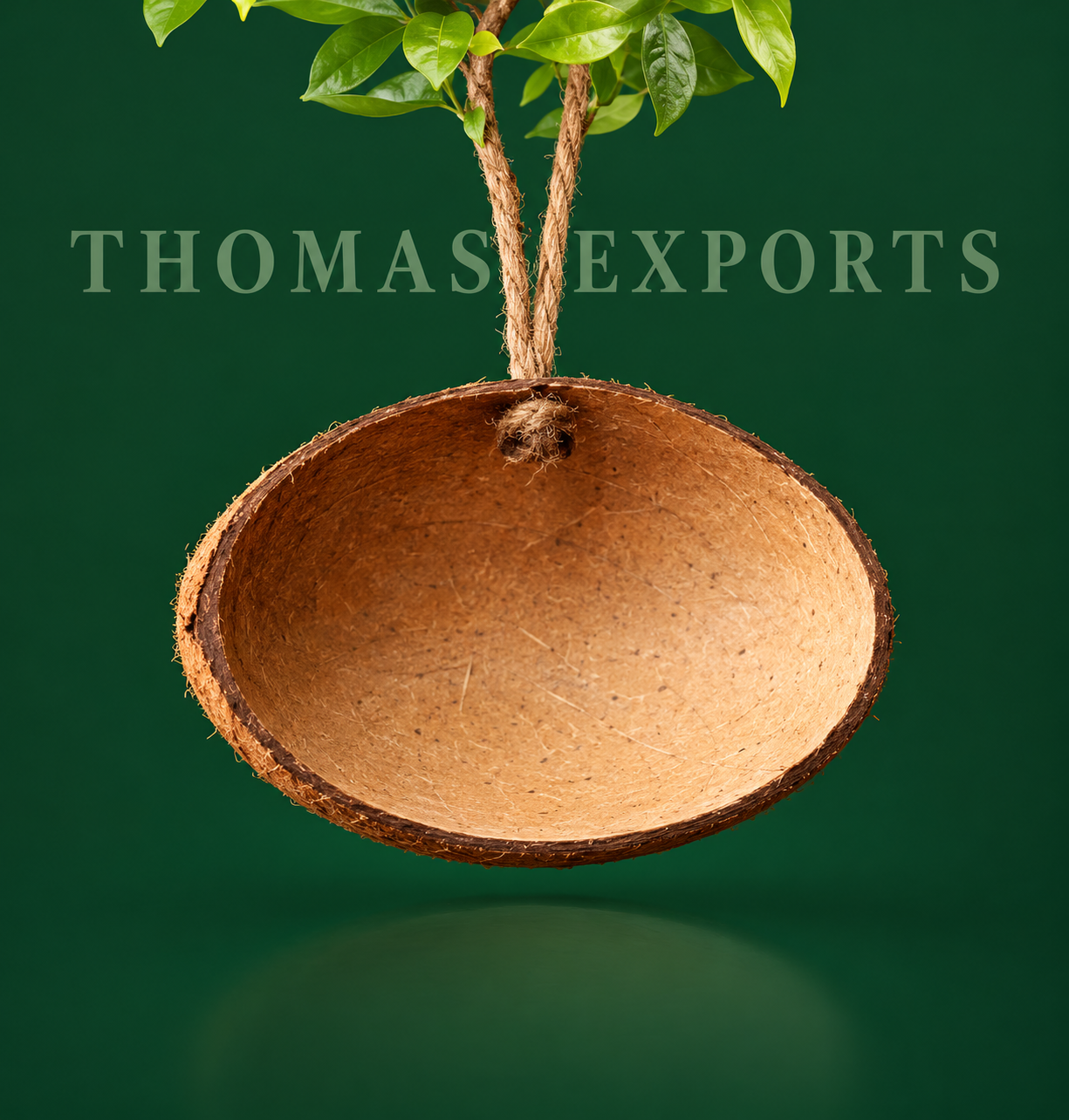 Oval Coco Shell